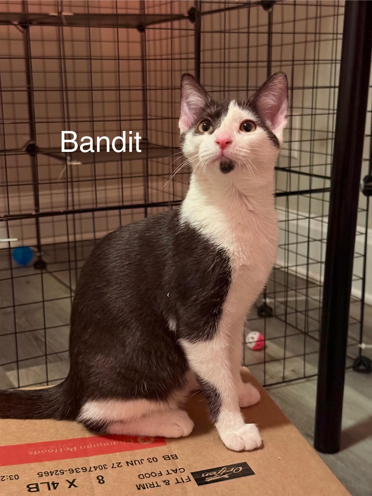 Wilson Ave Litter thumbnail 2