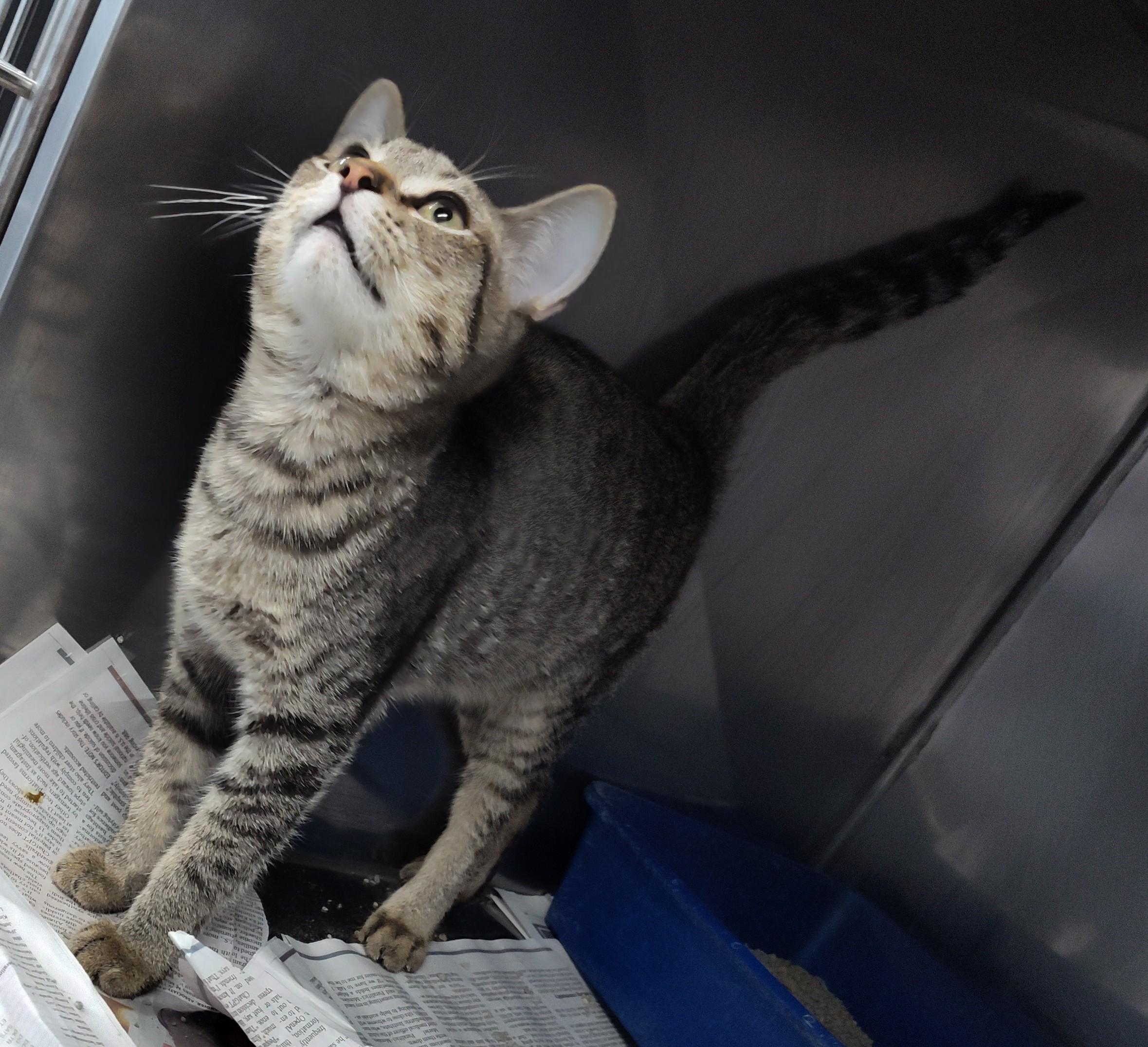 CALVIN, Adopted, Kitten Male Tabby.