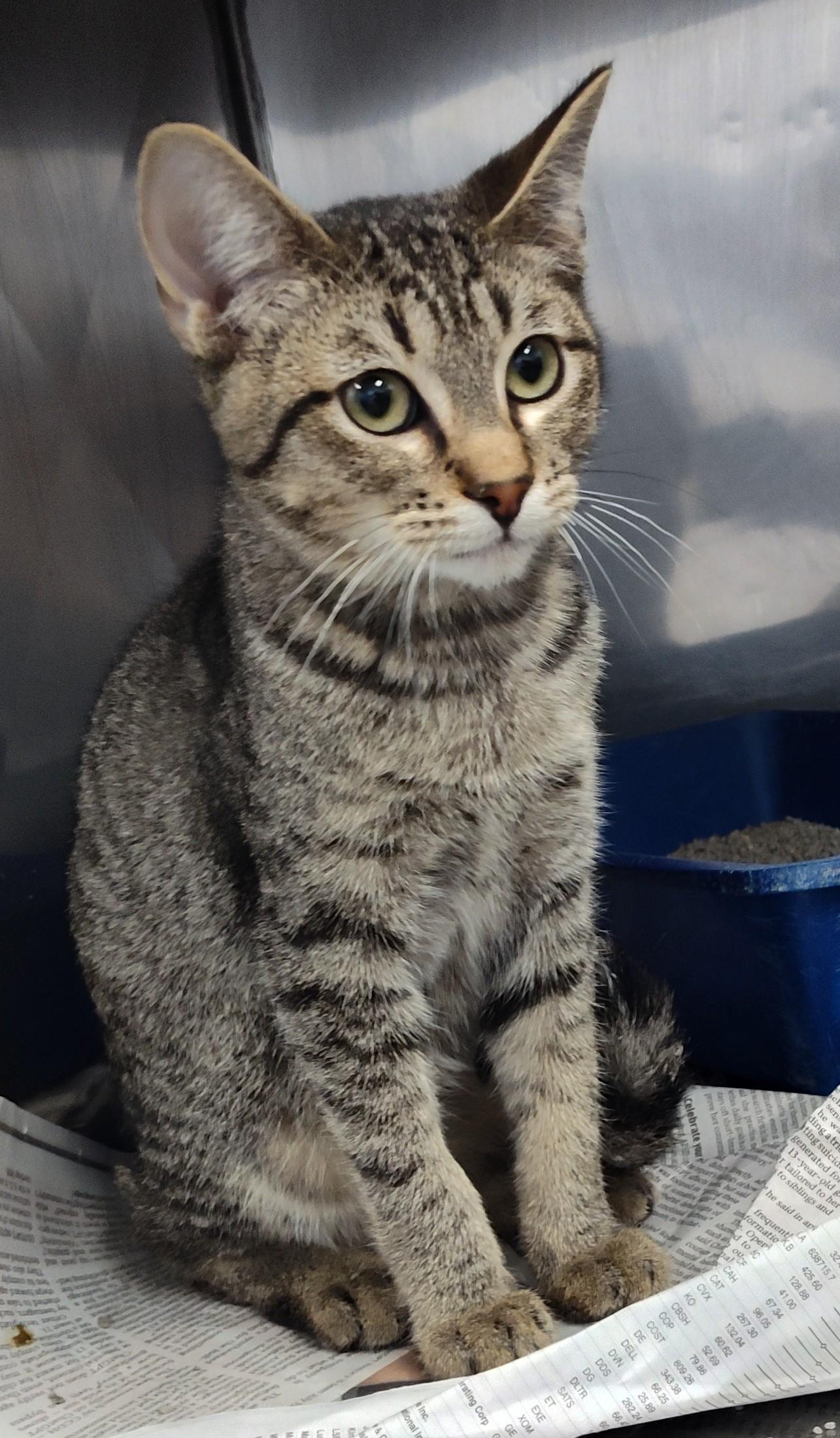 Enlarge CALVIN, a Adopted mixed breed in Claremore, OK image 2/2