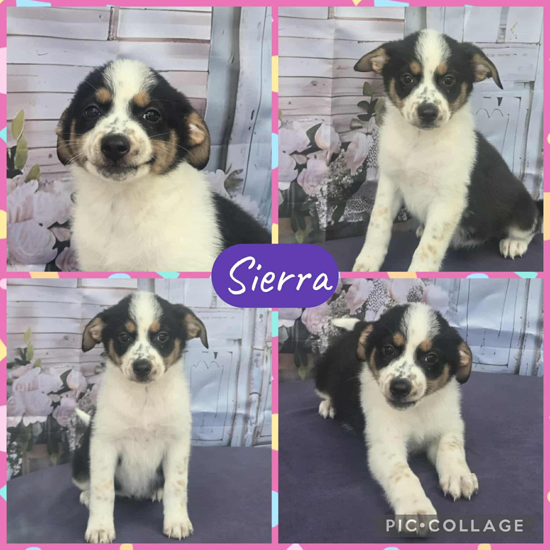 Enlarge Sierra, a ADOPTABLE mixed breed in Ringwood, NJ image 1/1
