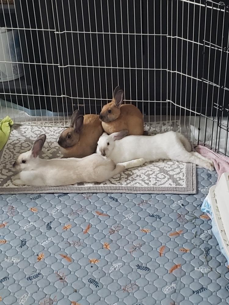 Buttercream, Adoptable, Young Female Bunny Rabbit.