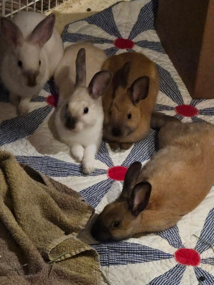 Enlarge Buttercream, a Adoptable Bunny Rabbit in Naples, FL image 2/3