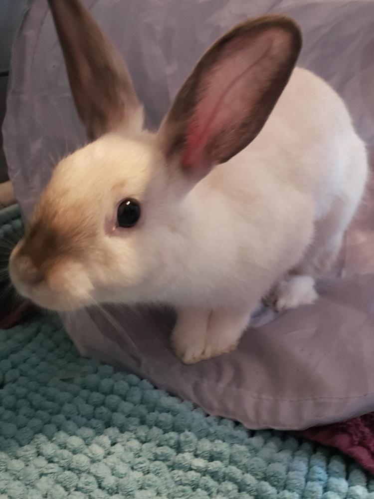 Enlarge Buttercream, a Adoptable Bunny Rabbit in Naples, FL image 3/3