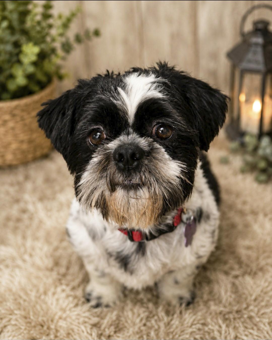 Enlarge Patch, an adopted Shih Tzu in Southport, CT image 4/6