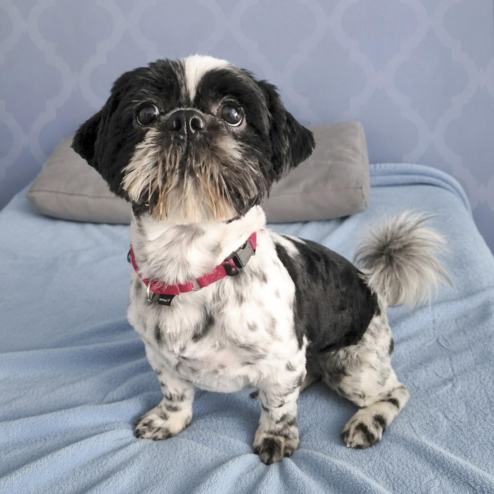 Patch, adopted, Young Male Shih Tzu.
