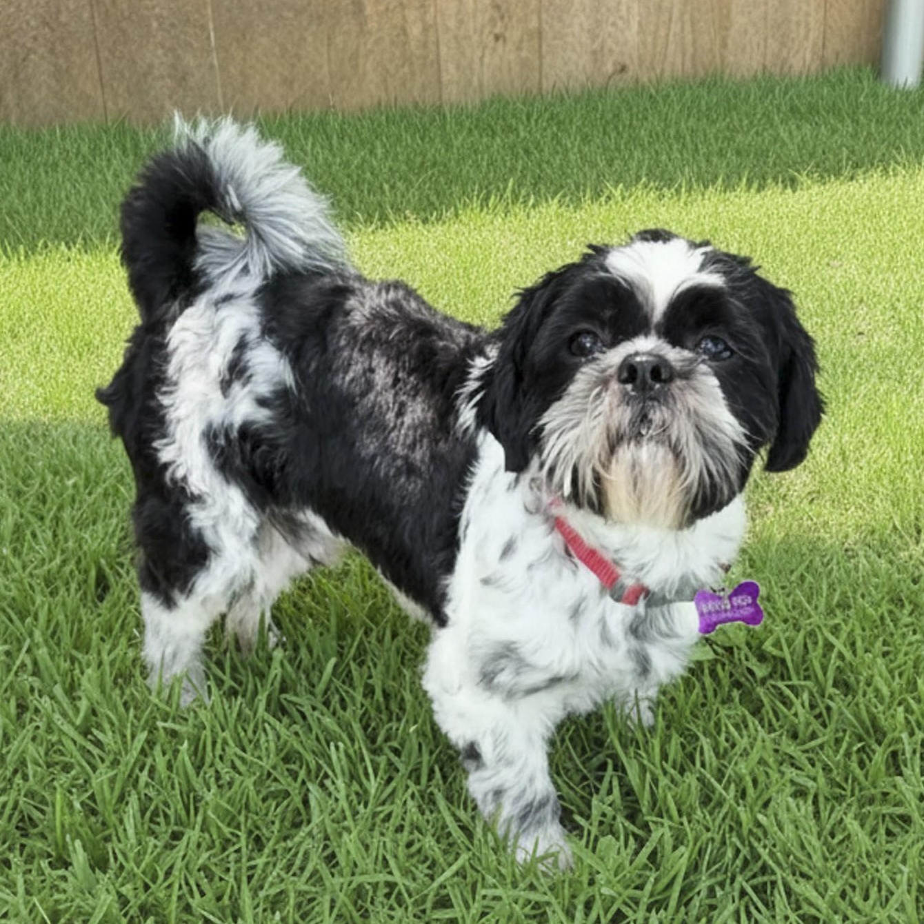 Enlarge Patch, an adopted Shih Tzu in Southport, CT image 2/6