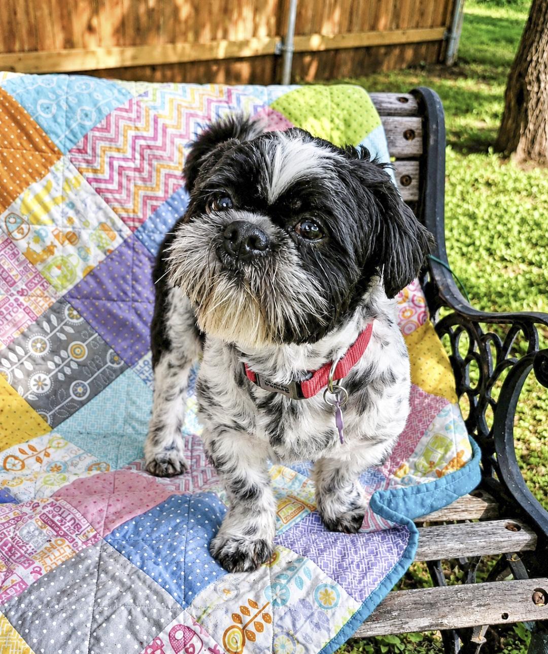 Enlarge Patch, an adopted Shih Tzu in Southport, CT image 5/6