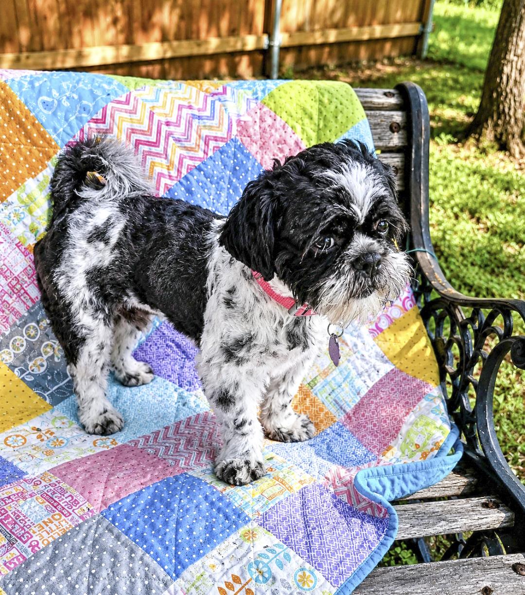 Enlarge Patch, an adopted Shih Tzu in Southport, CT image 6/6