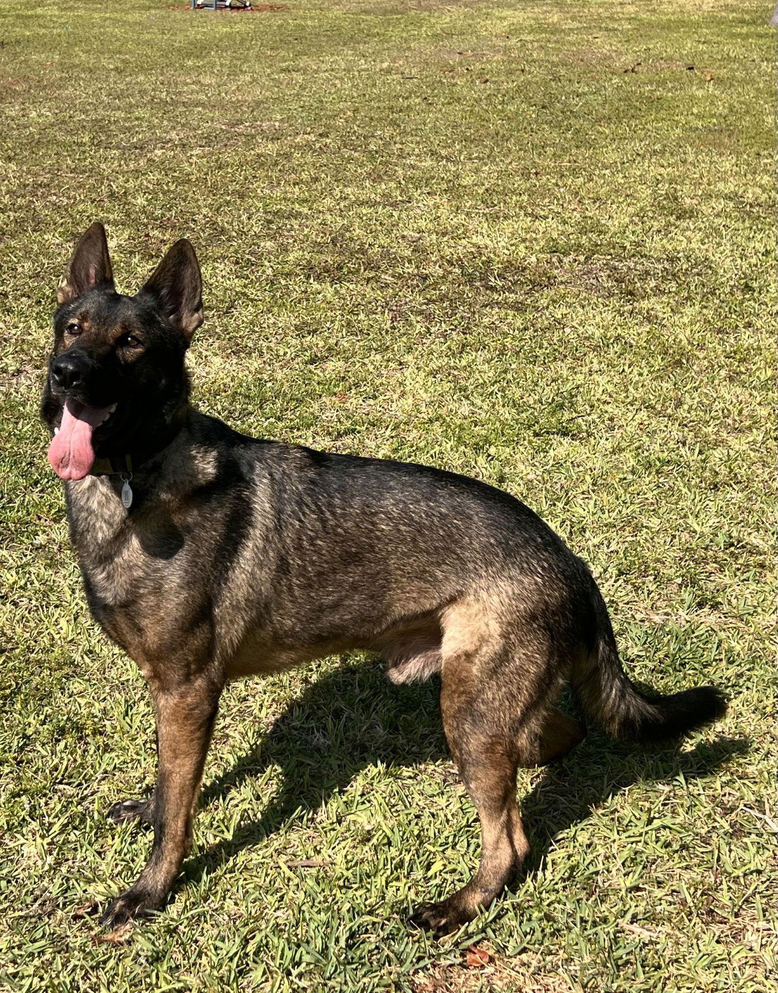 Enlarge Vasco 3150, a Adoptable German Shepherd Dog in Pompano Beach, FL image 1/2