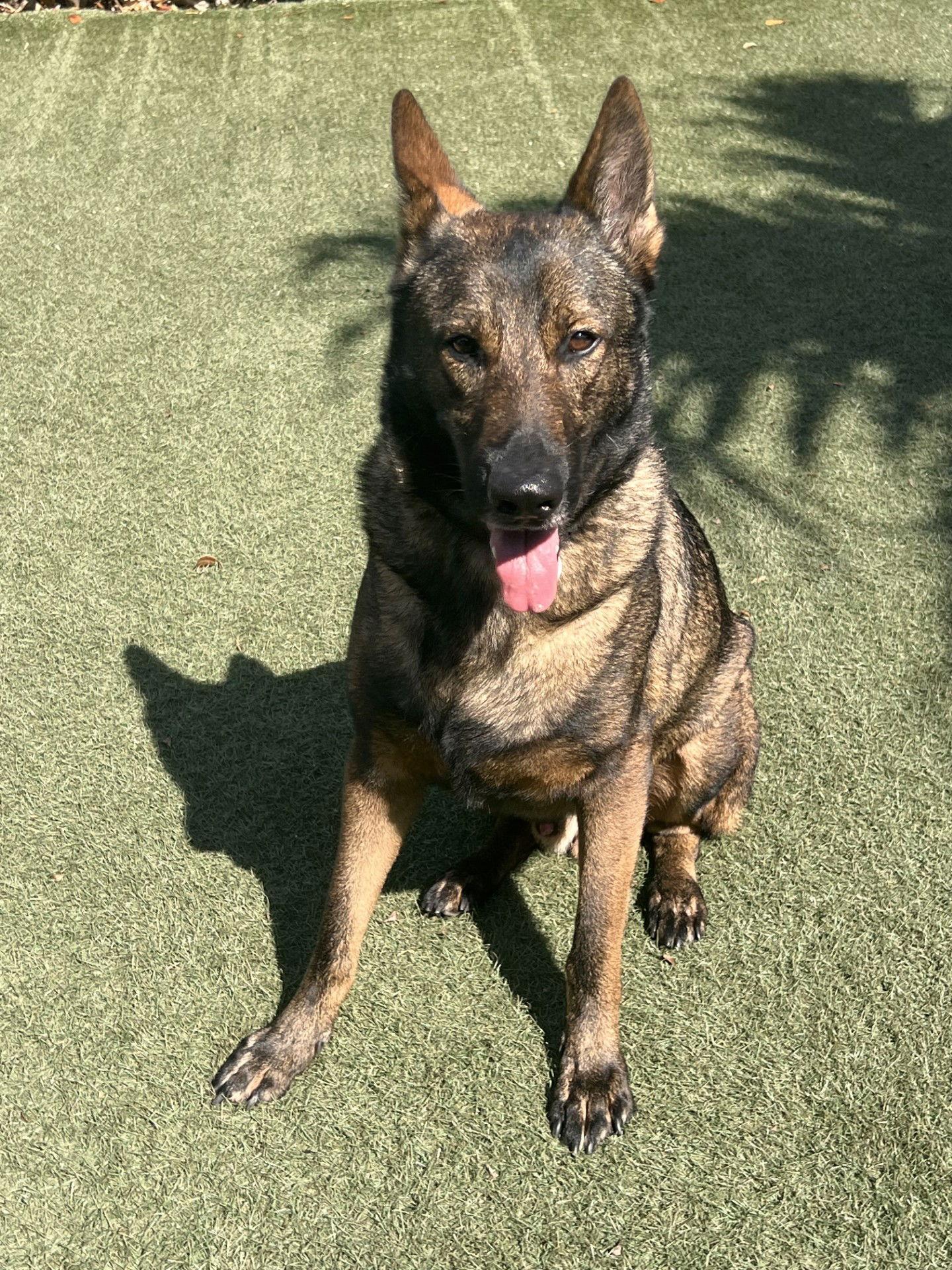 Enlarge Vasco 3150, a Adoptable German Shepherd Dog in Pompano Beach, FL image 2/3