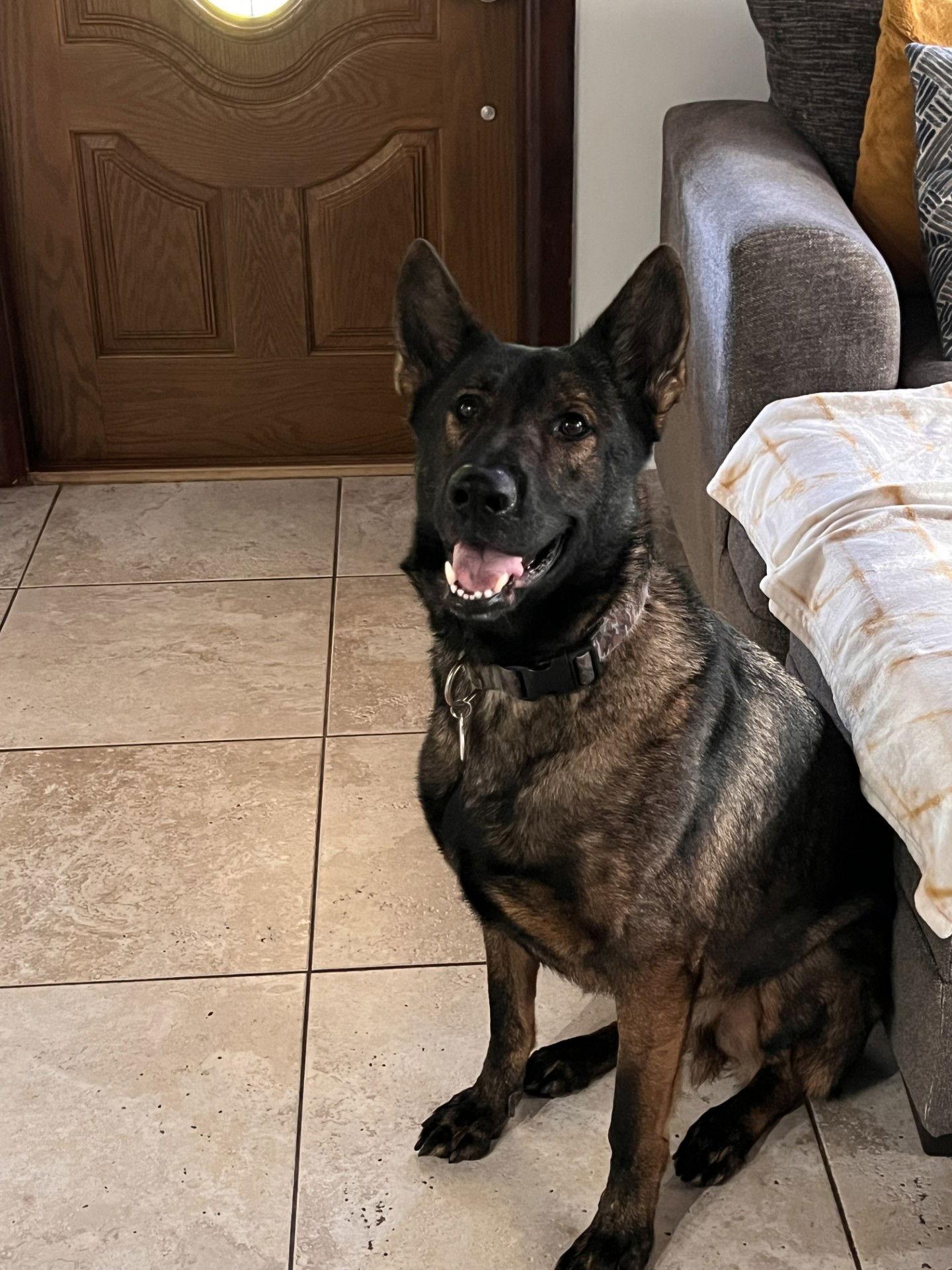 Enlarge Vasco 3150, a Adoptable German Shepherd Dog in Pompano Beach, FL image 2/2