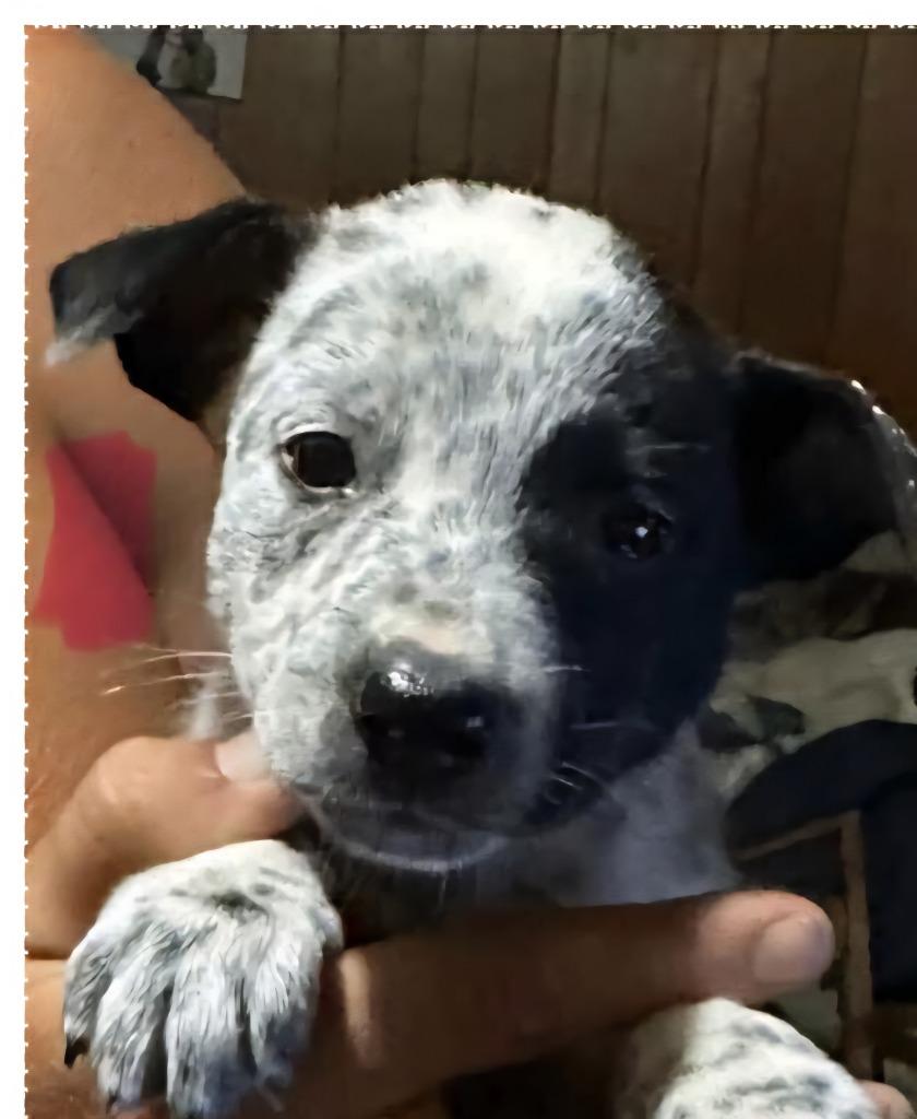 Enlarge Millie, a Adopted mixed breed in Johnston, IA image 1/2