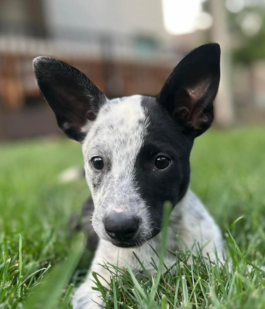 Enlarge Millie, a Adopted mixed breed in Johnston, IA image 2/2