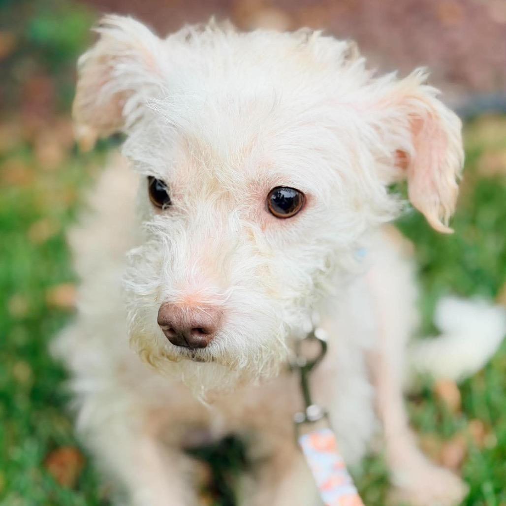 Edgar, Adoptable, Adult Male Yorkshire Terrier & Miniature Poodle.