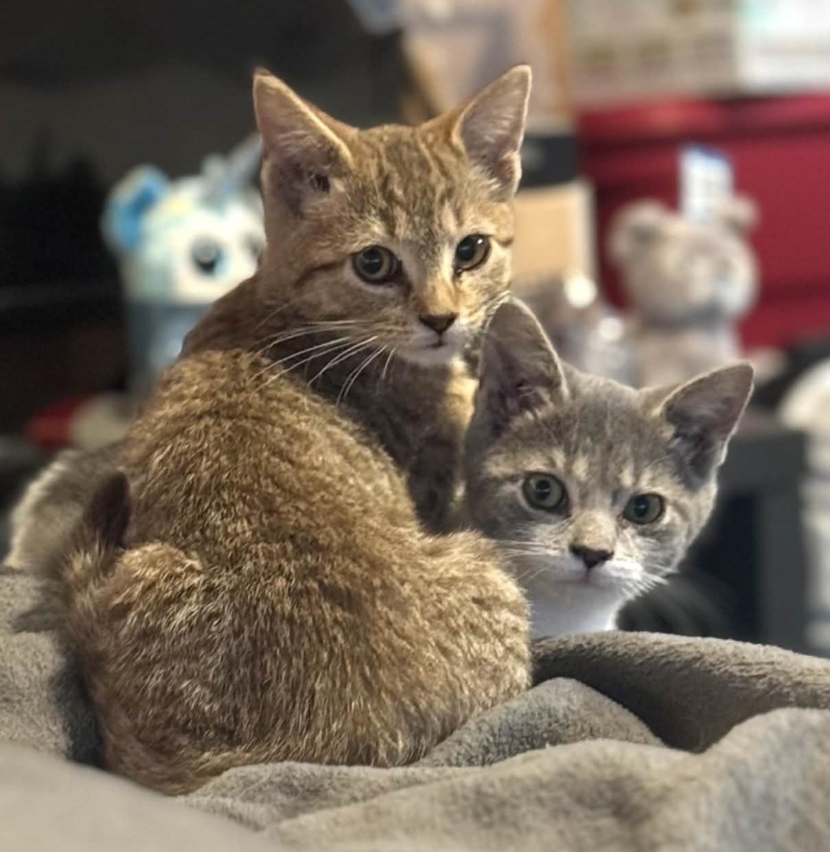 Enlarge Leti & Stella (Bonded Pair), a Adoptable Domestic Short Hair in Sterling Heights, MI image 1/1
