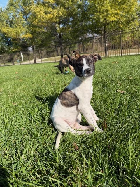 Holly ('25), a Adoptable mixed breed in New Albany, OH image 1/4