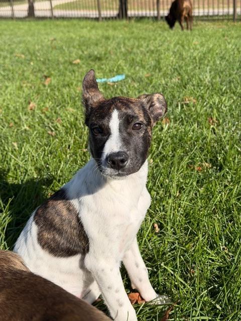 Holly ('25), Adoptable, Puppy Female Hound.