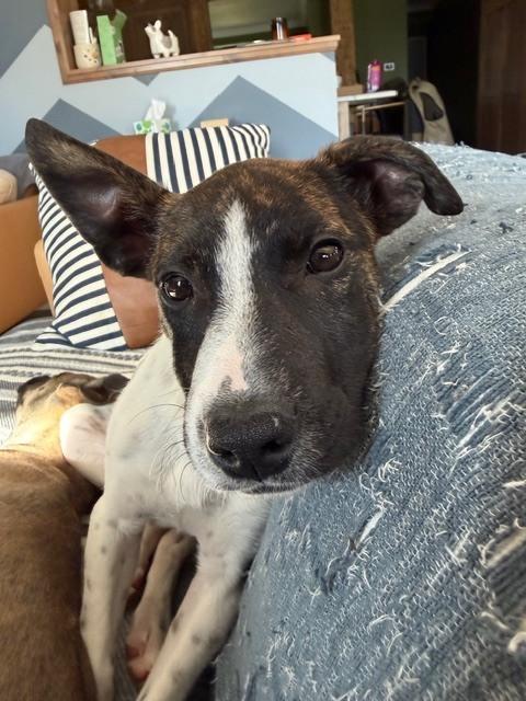 Holly ('25), a Adoptable mixed breed in New Albany, OH image 3/4