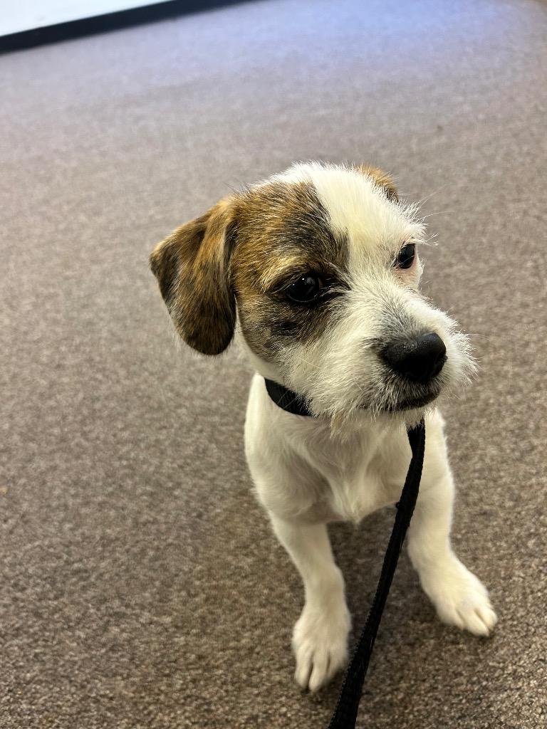 Nutmeg, Adoptable, Puppy Female Shih Tzu & Boxer.