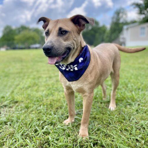 Charli, Adoptable, Young Male Labrador Retriever & Black Mouth Cur.