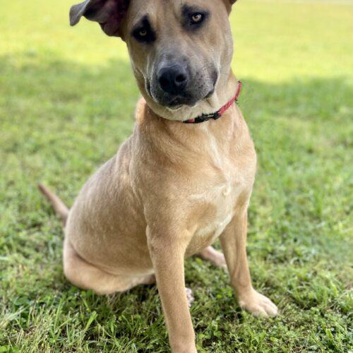 Enlarge Charli, a Adoptable mixed breed in Leesburg, AL image 2/5