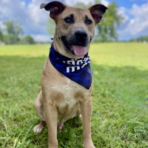 Enlarge Charli, a Adoptable mixed breed in Leesburg, AL image 3/5