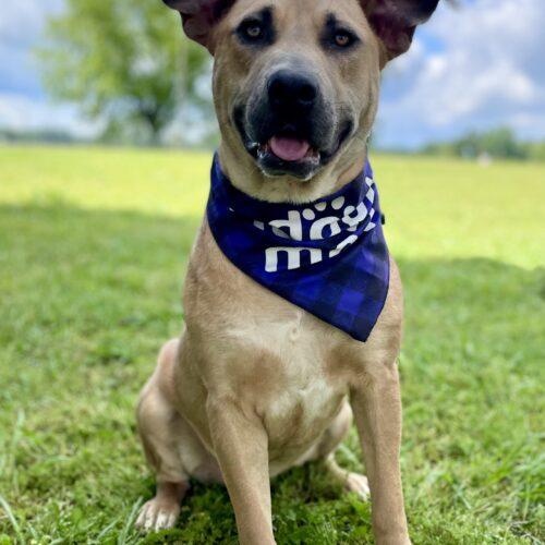 Enlarge Charli, a Adoptable mixed breed in Leesburg, AL image 4/5