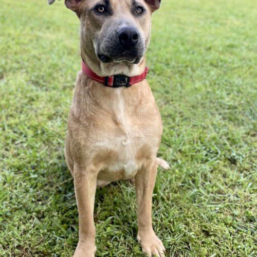 Enlarge Charli, a Adoptable mixed breed in Leesburg, AL image 5/5