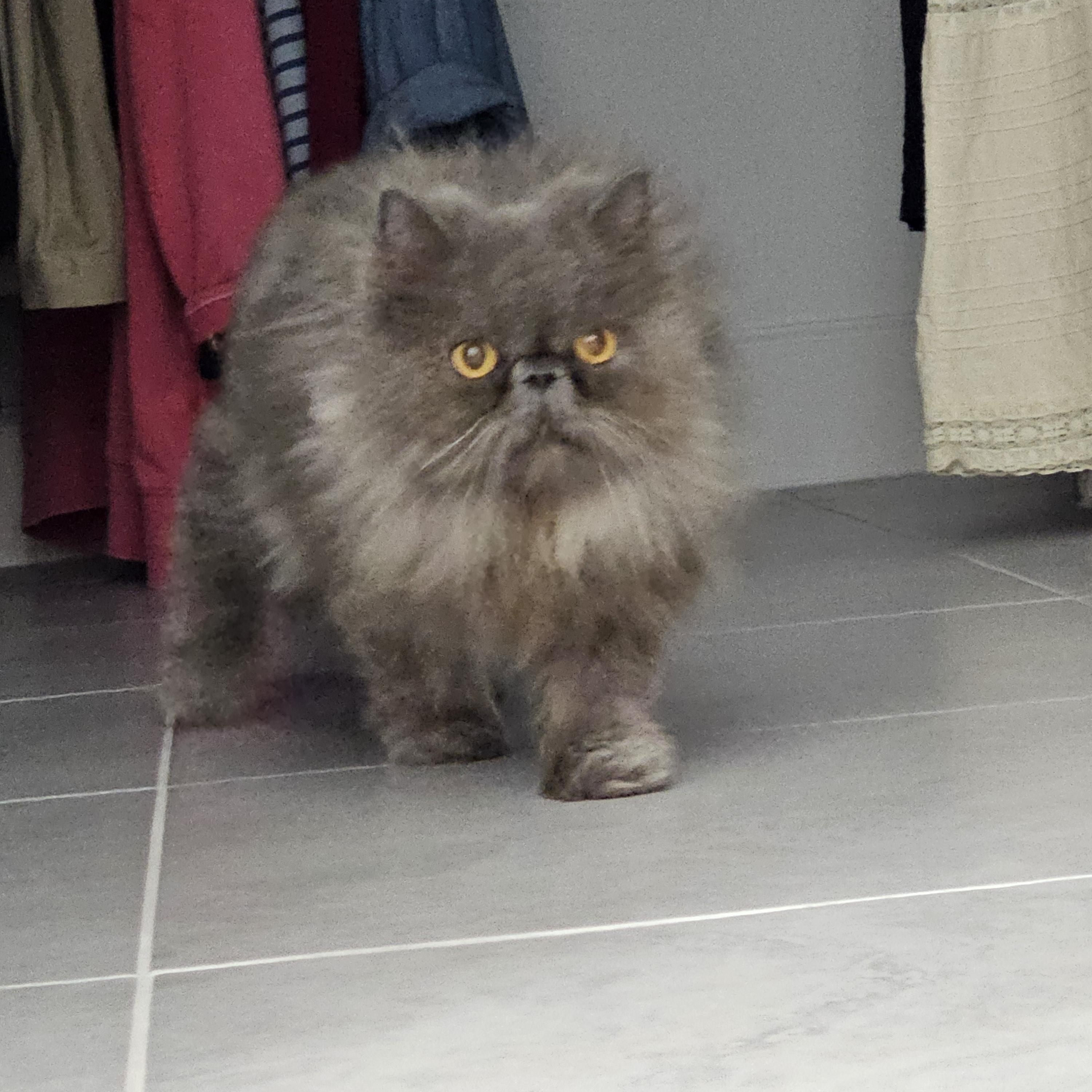 Harriet, a ADOPTABLE Persian in Orlando, FL image 3/5