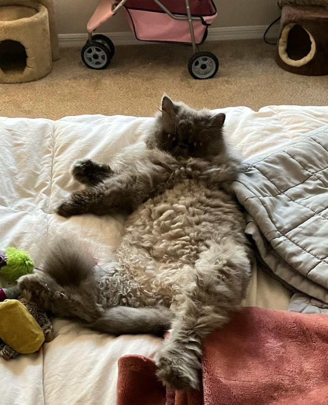 Harriet, a ADOPTABLE Persian in Orlando, FL image 4/5