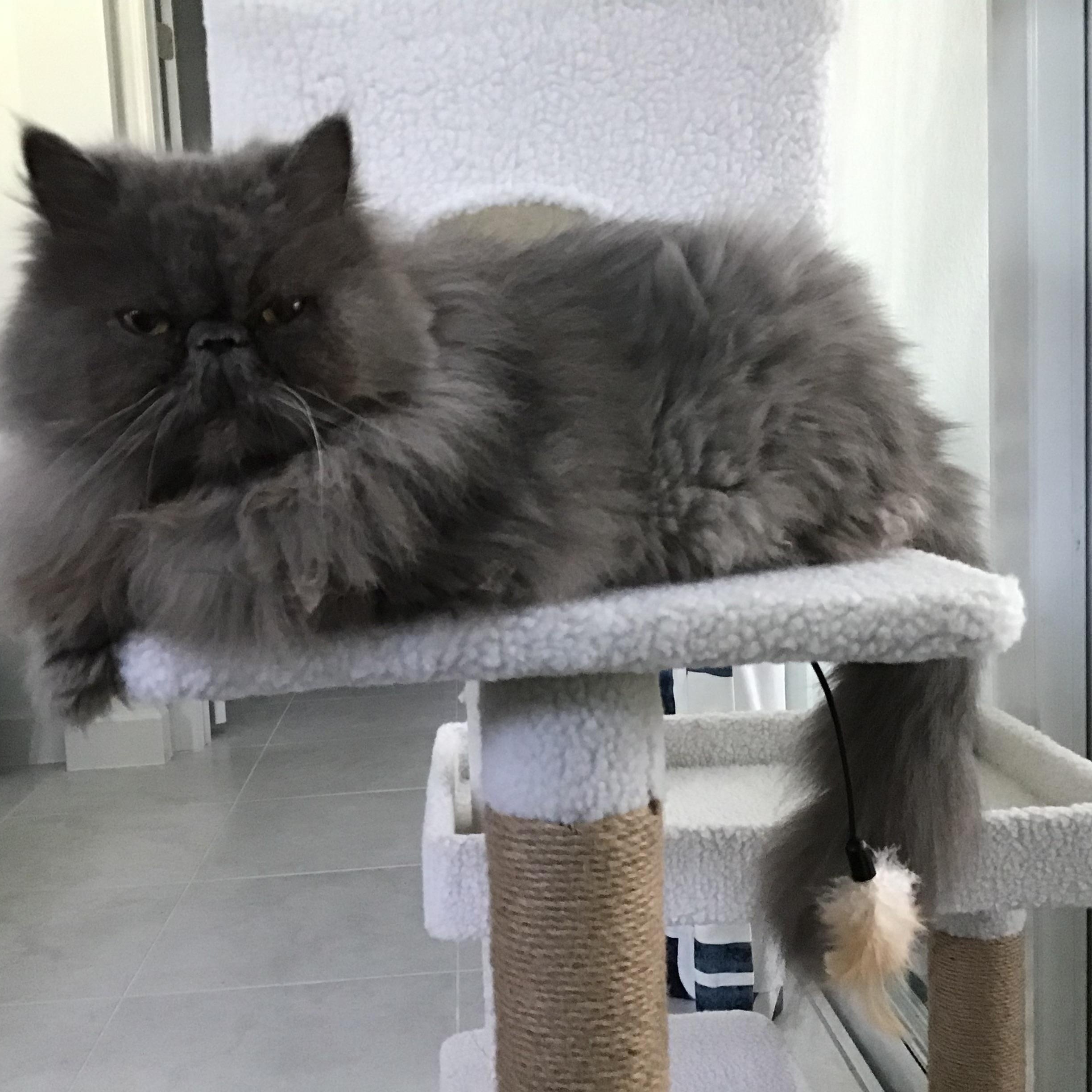 Harriet, ADOPTABLE, Senior Female Persian.