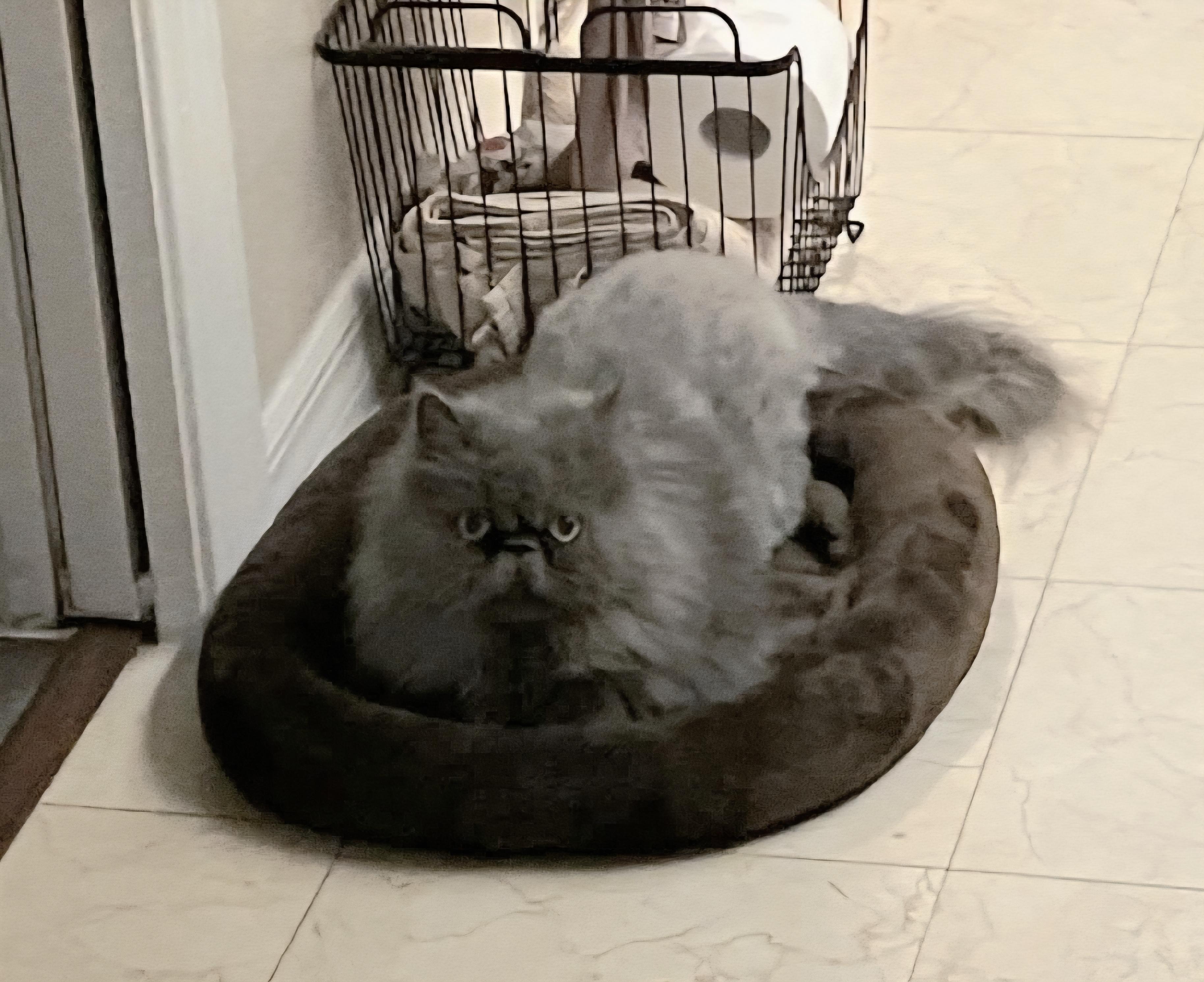 Harriet, a ADOPTABLE Persian in Orlando, FL image 5/5