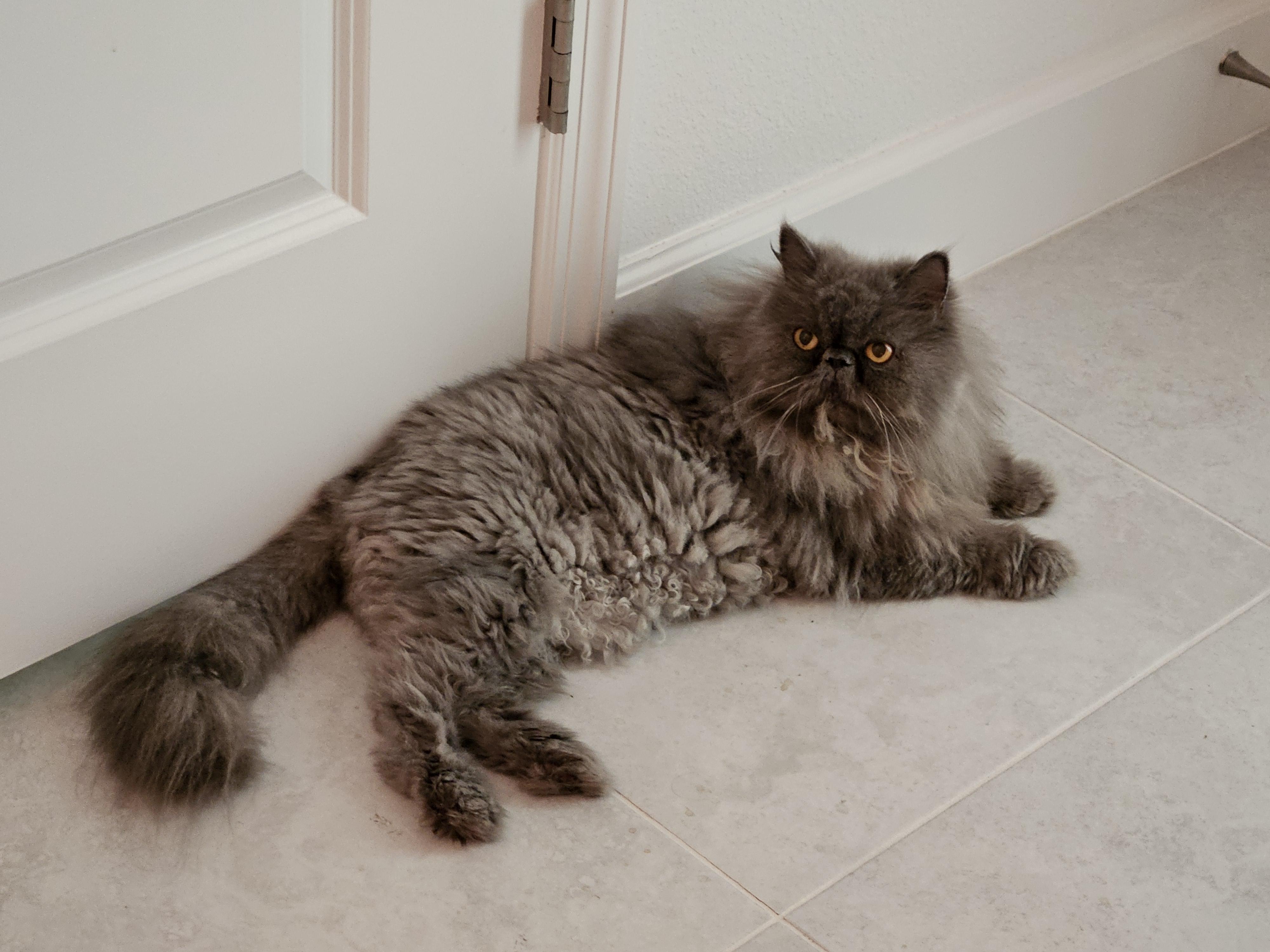 Harriet, a ADOPTABLE Persian in Orlando, FL image 2/5
