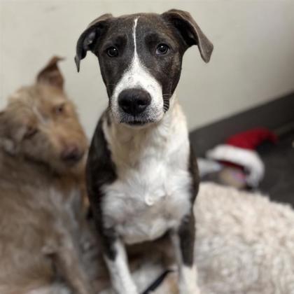 Enlarge Millie, a Adoptable mixed breed in Dallas, TX image 1/6