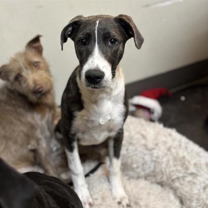 Millie, Adoptable, Young Female Mixed Breed & Mixed Breed.