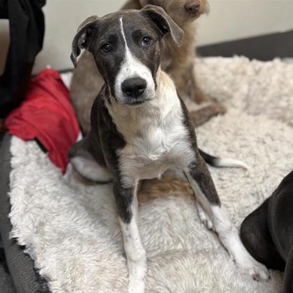 Enlarge Millie, a Adoptable mixed breed in Dallas, TX image 6/6