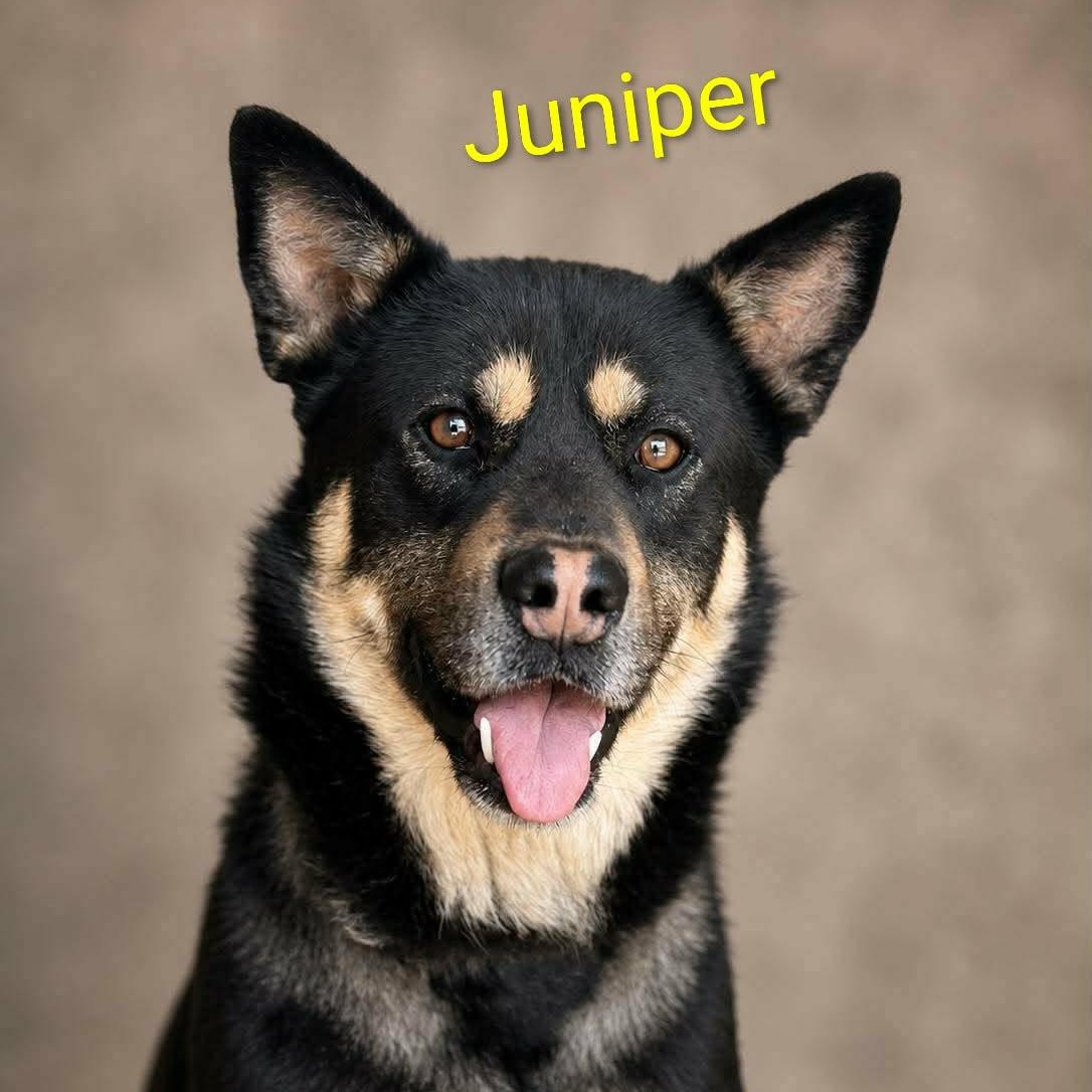 Enlarge Juniper (20260920-05), a Adopted mixed breed in Grimsby, ON image 4/5