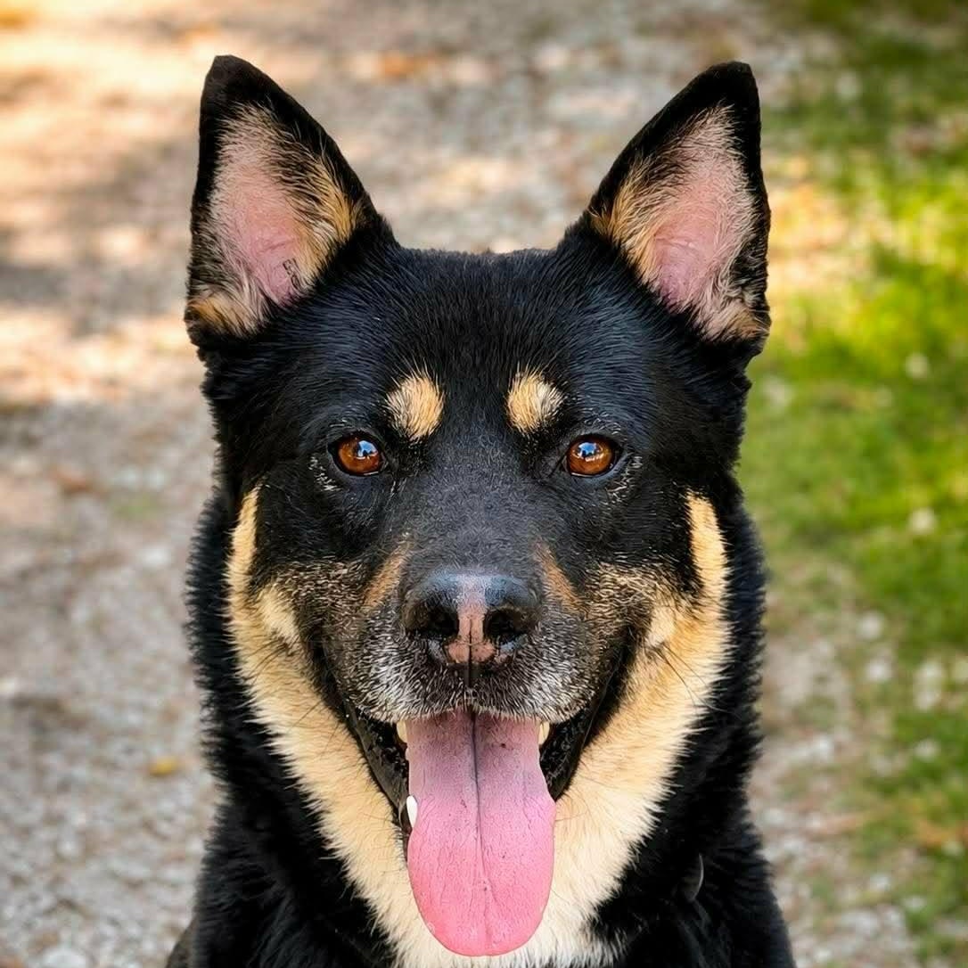 Juniper (20260920-05), Adopted, Young Male Akita & Shepherd.