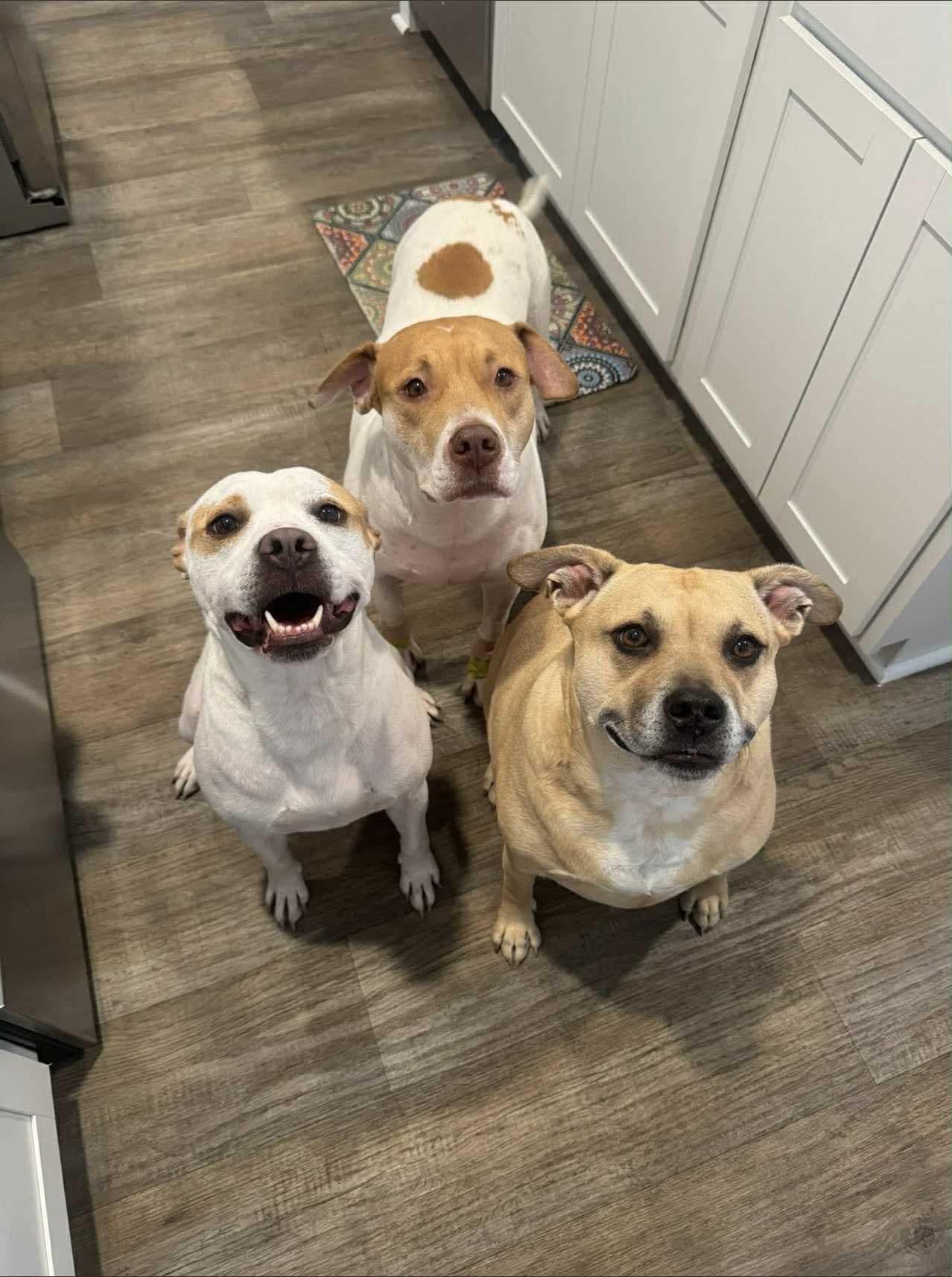 Monty, a Adoptable mixed breed in Sunset Bch, NC image 1/5