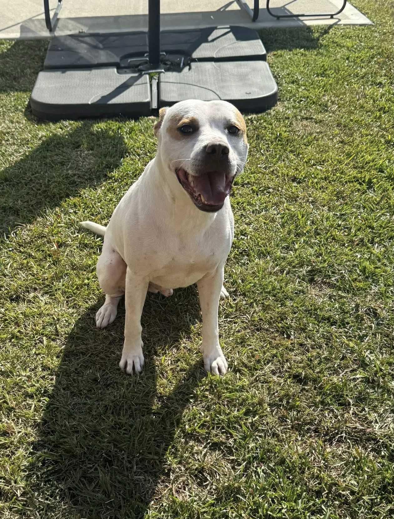 Monty, a Adoptable mixed breed in Sunset Bch, NC image 2/5