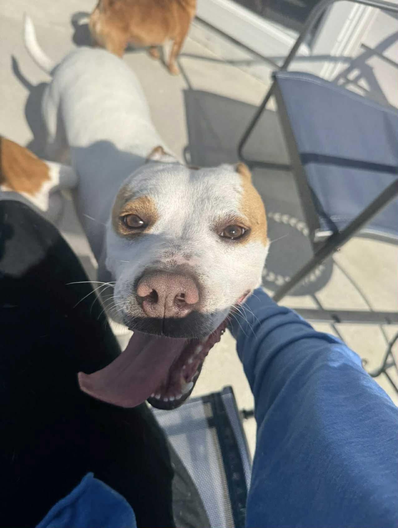 Monty, a Adoptable mixed breed in Sunset Bch, NC image 4/5