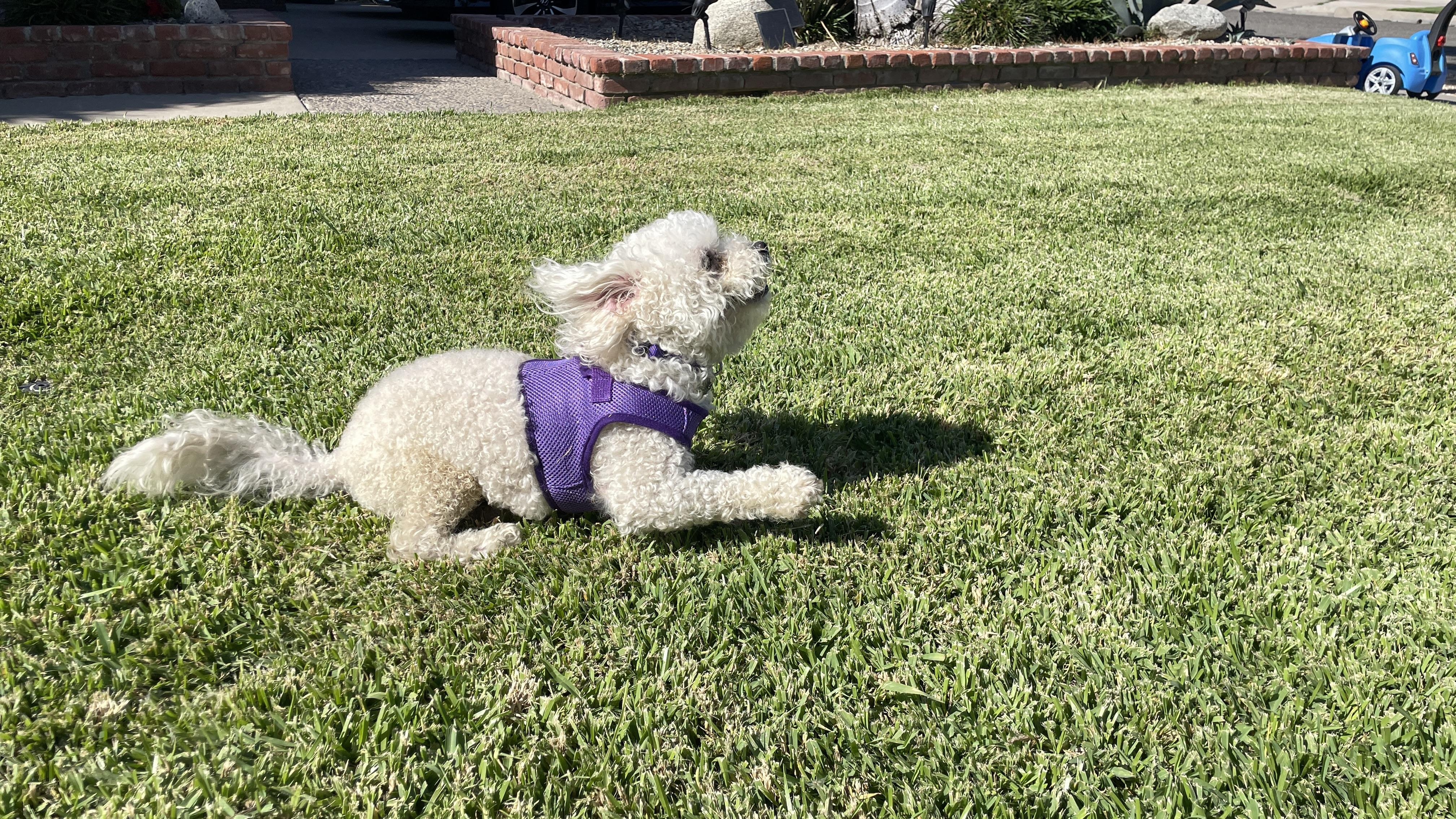 Enlarge Dexter #453, a Adoptable Maltese in Placentia, CA image 3/4