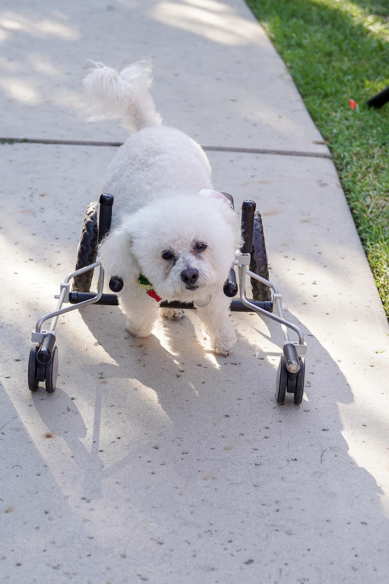 Enlarge Dexter #453, a Adoptable Maltese in Placentia, CA image 4/4