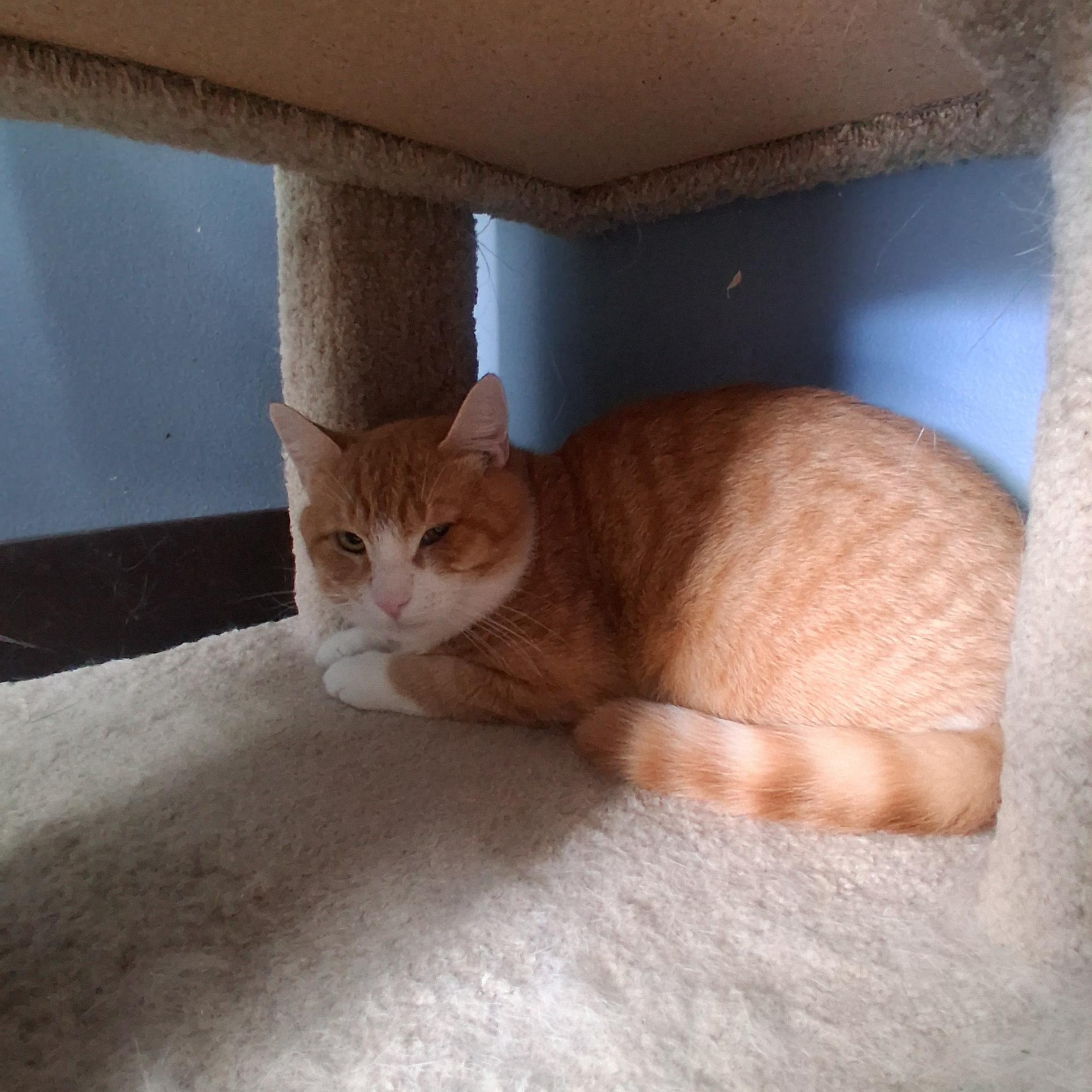 Enlarge Pumpkin, a Adoptable Domestic Short Hair in Onley, VA image 4/4