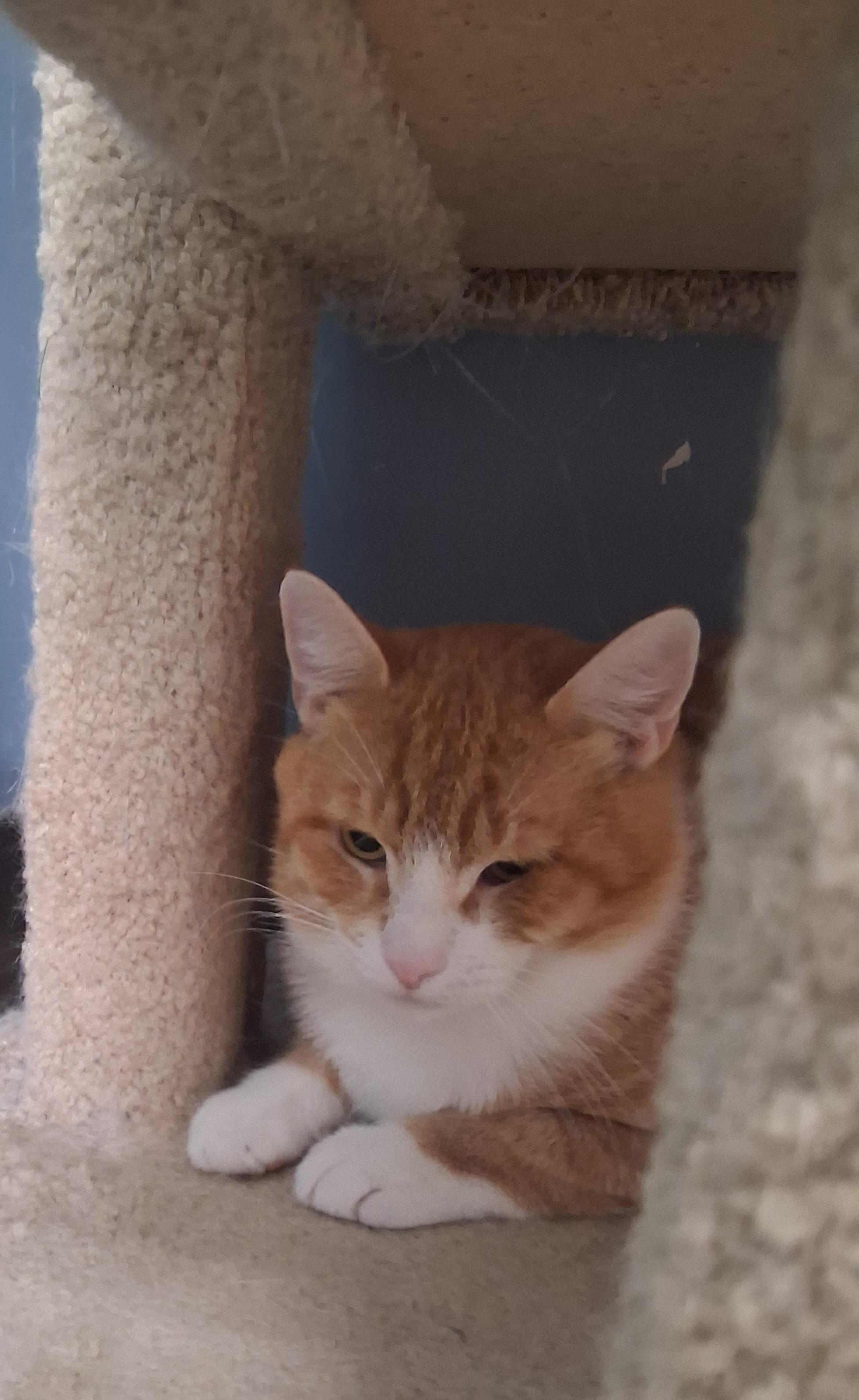 Pumpkin, Adoptable, Young Male Domestic Short Hair.