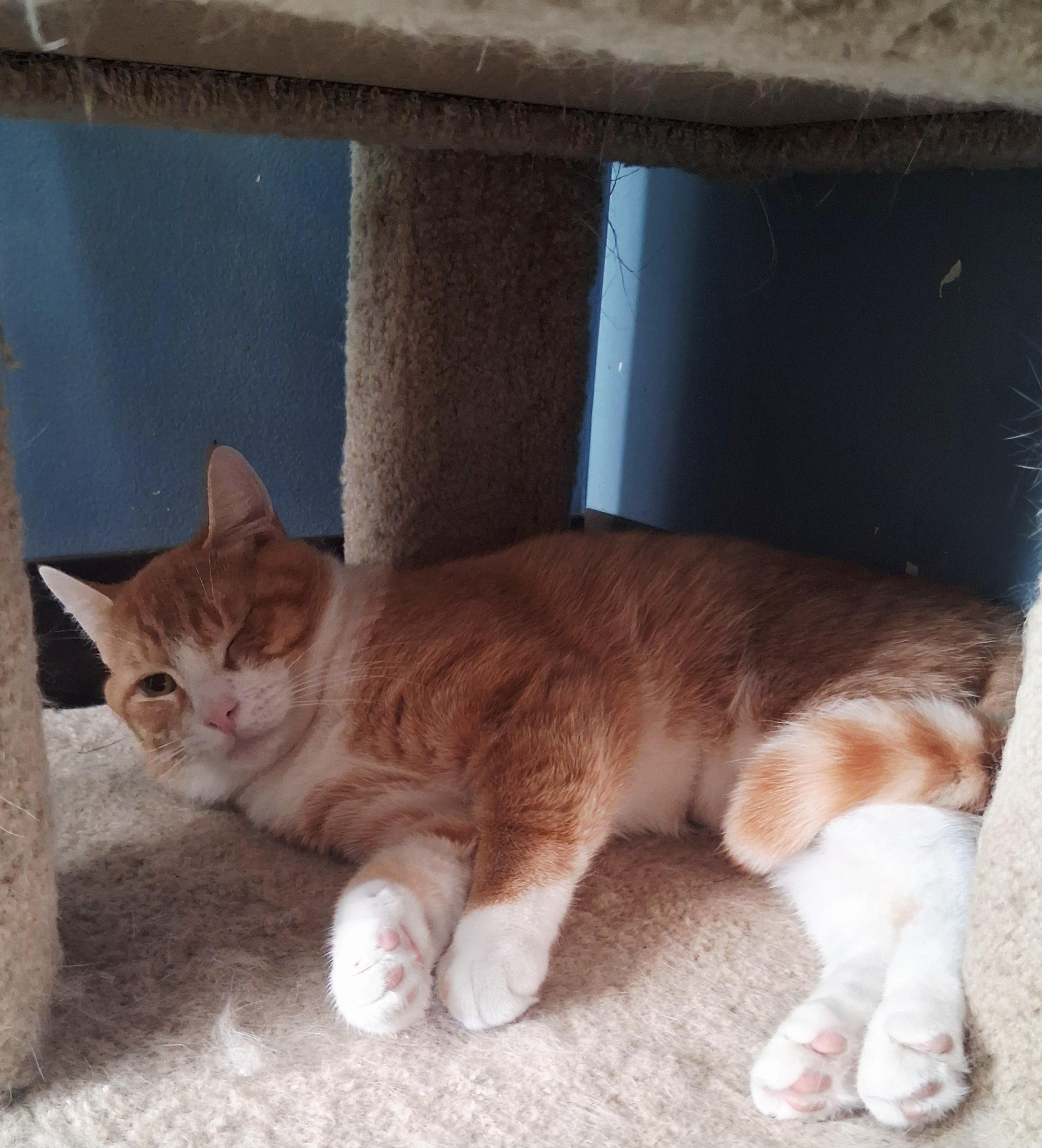 Enlarge Pumpkin, a Adoptable Domestic Short Hair in Onley, VA image 2/4