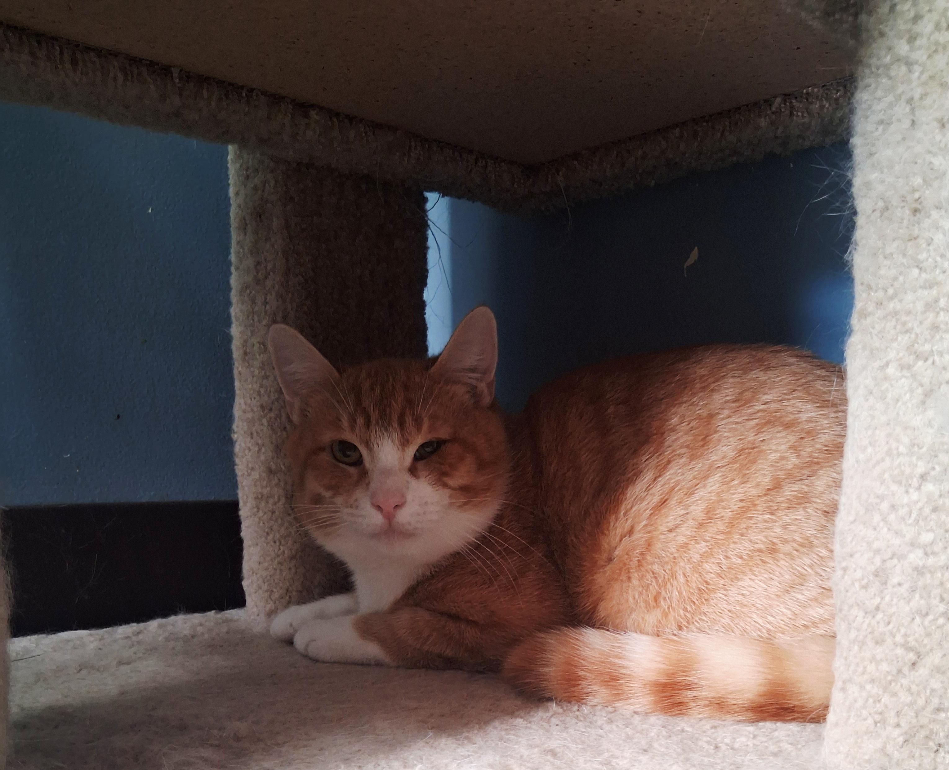 Enlarge Pumpkin, a Adoptable Domestic Short Hair in Onley, VA image 3/4