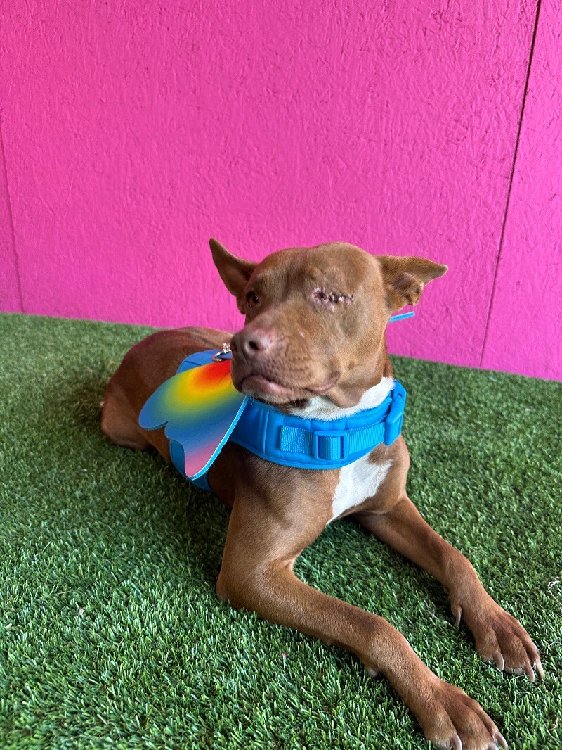 Dog for adoption Sofía, a Chocolate Labrador Retriever & Bull Terrier