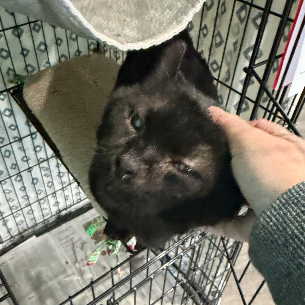 Enlarge Tennessee (aka 10C), a Adoptable Domestic Short Hair in Marion, VA image 2/5