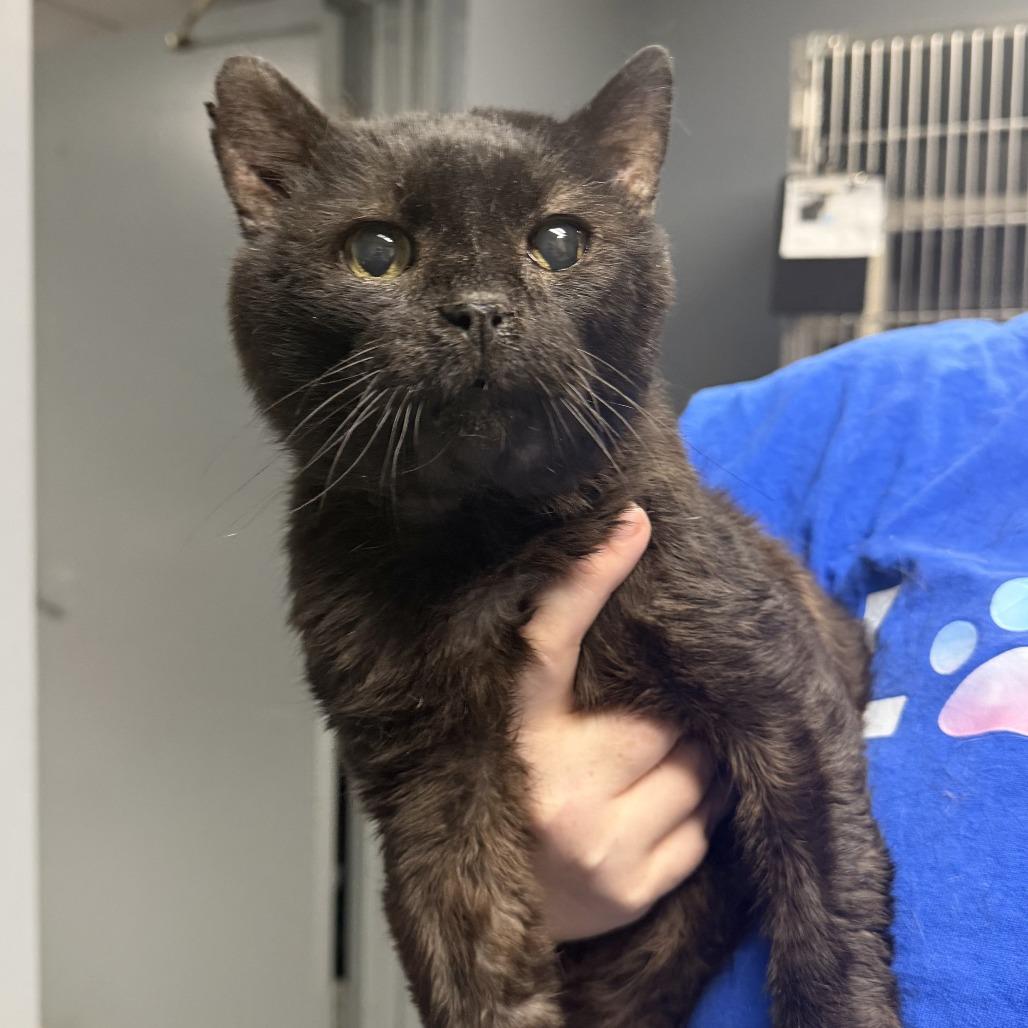 Enlarge Tennessee (aka 10C), a Adoptable Domestic Short Hair in Marion, VA image 1/5